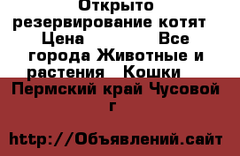 Открыто резервирование котят › Цена ­ 15 000 - Все города Животные и растения » Кошки   . Пермский край,Чусовой г.